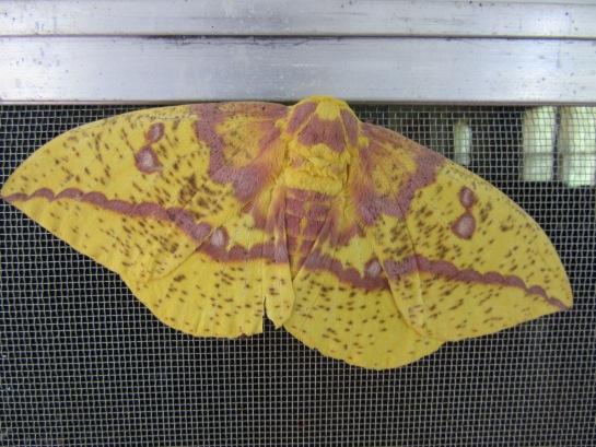 *insect-imperial-moth-eacles-imperialis-728-1